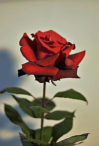 red rose flower thumbnail
