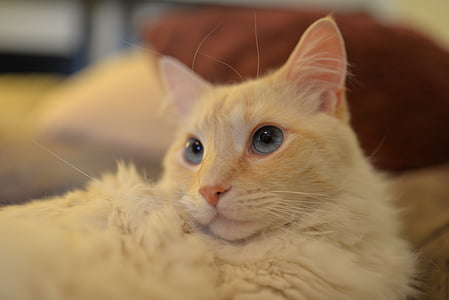 closeup photo of short-fur white cat thumbnail