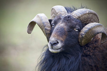 closeup photo of ram thumbnail
