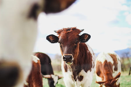 herd of cattles under white clouds at daytime thumbnail