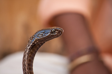 selective focus of brown king cobra thumbnail