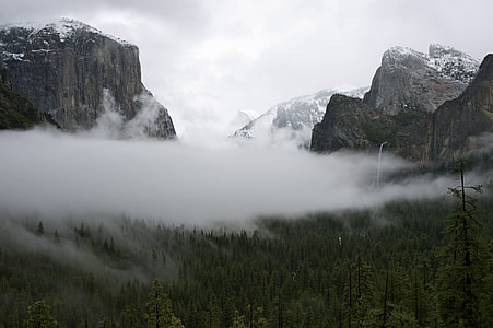 fog covered forest photograph thumbnail