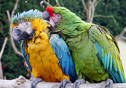 two green and yellow parrots perched on gray branch thumbnail