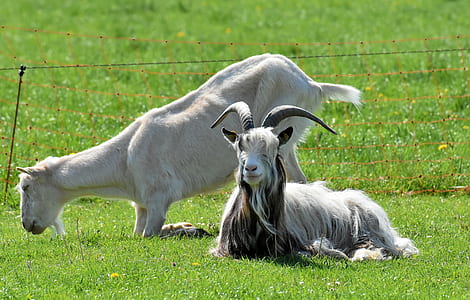 two white goats on grass field during daytime thumbnail