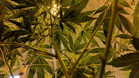 green leafed plant thumbnail