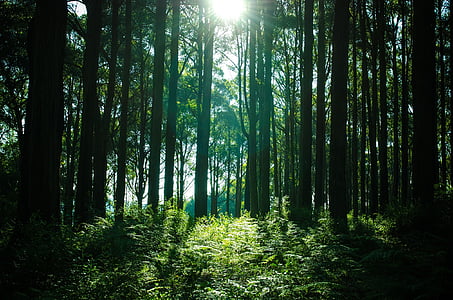 sun rays passing through forest trees thumbnail