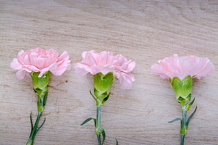 three pink carnation flower on brown wooden surface thumbnail