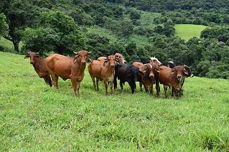high-angle photography of fleet assorted-color of cattles on forest thumbnail