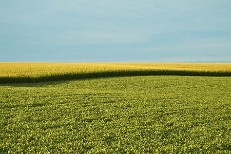 grass field thumbnail