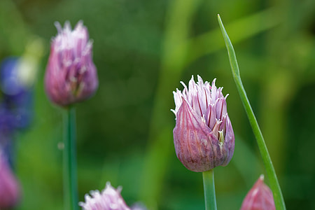 Chives, Allium Schoenoprasum thumbnail