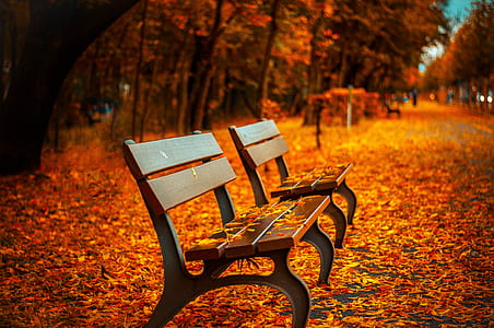 orange leaves on two empty benches thumbnail