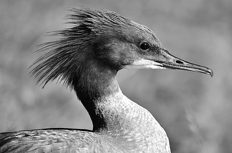 grayscale photo of long-horned bird close up photo thumbnail