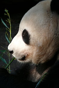 photo of panda thumbnail