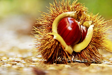 closeup photo of hazelnut thumbnail