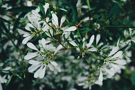 Selective Focus Photo of White Petaled Flowers thumbnail