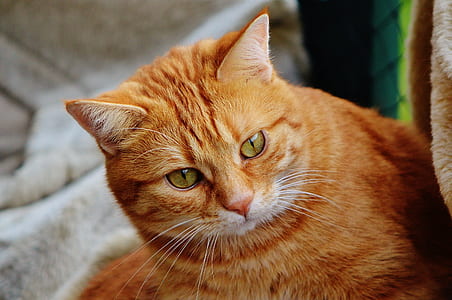 orange tabby cat in shallow focus photography thumbnail