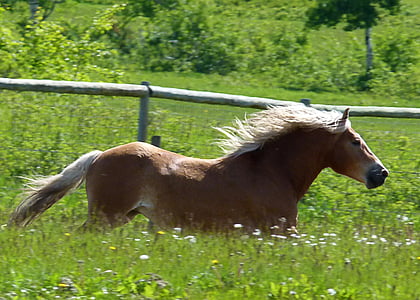 running brown horse surrounded grass during daytime thumbnail