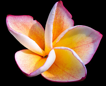 yellow and pink petaled flower thumbnail