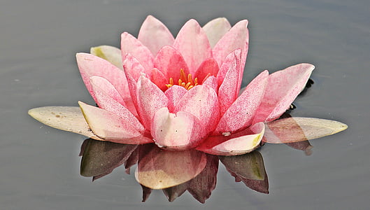pink lotus flower on water thumbnail