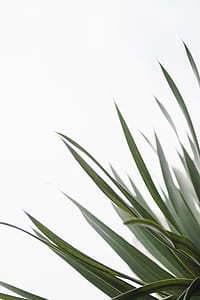 macro photo of green elongated leaf plant thumbnail