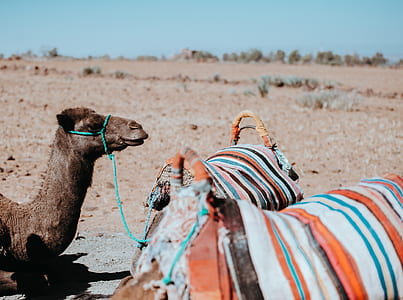 desert, camel, animal, rope thumbnail