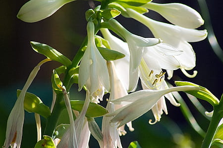 close-up photo of white petaled flowers thumbnail