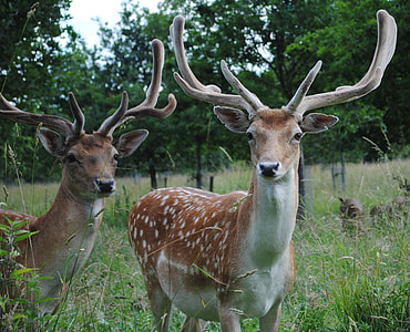 two brown deer standing on grass field under clear sky thumbnail