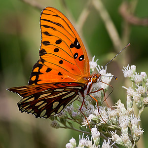 orange and black butterfly perched on flower thumbnail