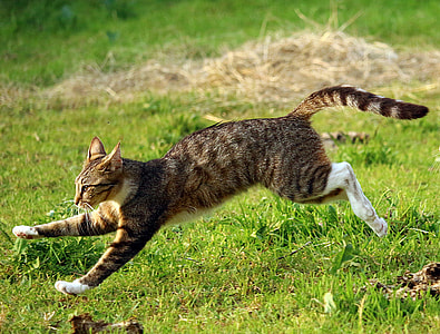 brow and white cat running on grass field thumbnail