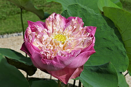 close-up photo of white and purple petaled flower thumbnail