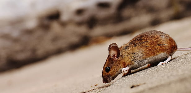 Brown Mouse on Paved Road thumbnail