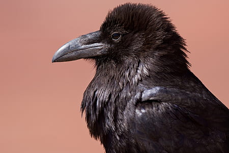 black crow close-up photography thumbnail