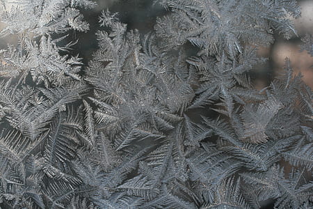 grayscale photo of leaves thumbnail
