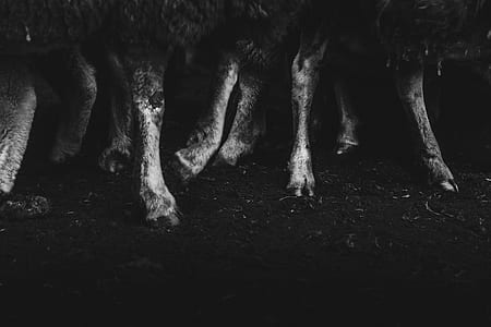 grayscale photography of 4-legged animals thumbnail