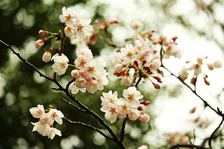 shallow focus photography of white flowers thumbnail