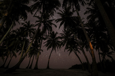 worms eye view of coconut tree thumbnail