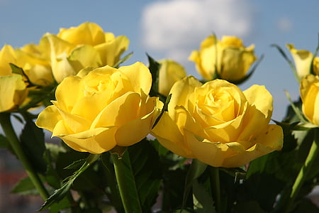 yellow flowers thumbnail