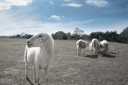 white sheep on sand thumbnail