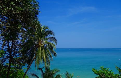 trees beside calm sea at daytime thumbnail