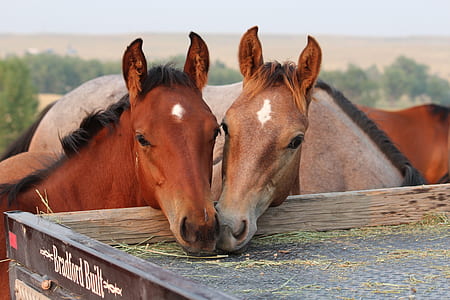 two brown horses eating grass\ thumbnail