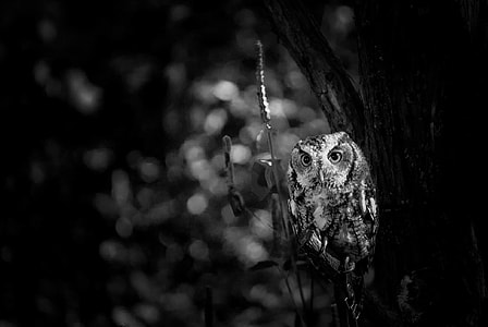 grayscale photography of owl thumbnail