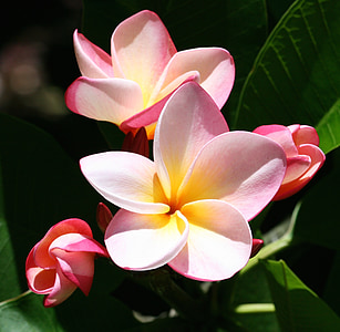 close-up photo of pink Plumeria flowers thumbnail
