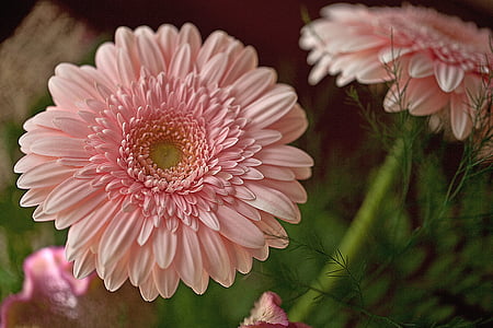 shallow focus photography of pink gerbera daisy thumbnail