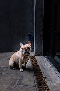 adult brown French bulldog thumbnail