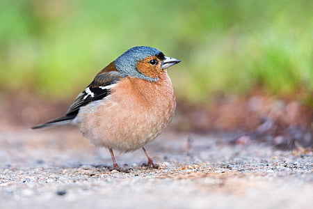 depth of field photograph of sparrow thumbnail