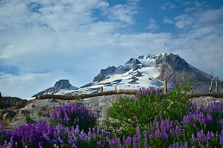 lavender flowers during daytime thumbnail