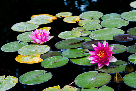 lotus flower on the calm body of water thumbnail