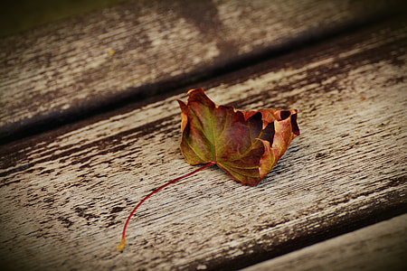 dried maple leaf on brown wooden board thumbnail