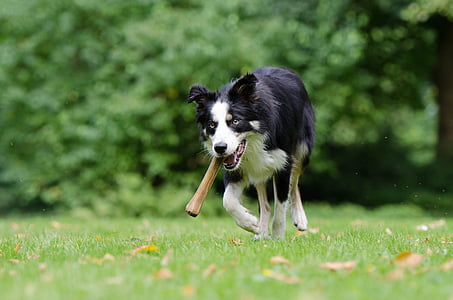 adult border collie running on grass field thumbnail