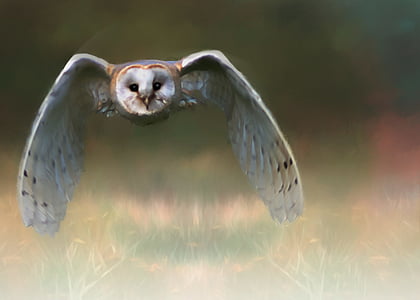 time lapse photography of white and gray owl thumbnail